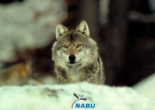 Der Wolf ist zurück, ein klassisches Thema für den NABU. Doch auch die anderen sind dran. Was unterscheiden die Verbände? Welche Interessen haben sie bei ihren Kampagnen? Fragen, die Journalisten helfen können (Quelle: Nabu)
