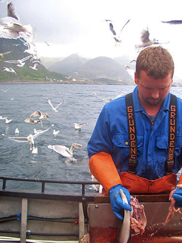 Keine Verschwendung: In Norwegen gehen nur noch Fischabfälle und kein Beifang über Board (Quelle: Torsten Schäfer)