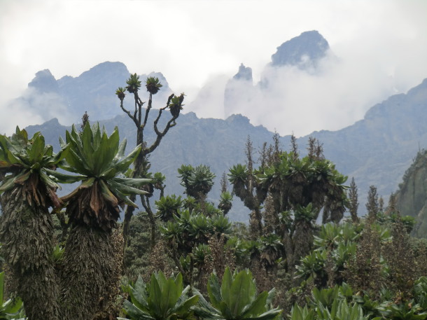 Im Ruwenzori-Gebirge in Uganda gibt es 25 Meter hohes Heidekraut und zwölf Meter hohe Blumen. „Da kommt man sich vor, wie bei Gulivers Reisen“, sagt Hanisch