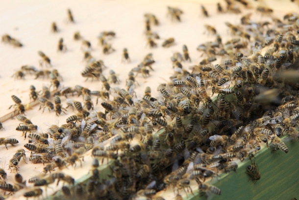Wärme statt Gift: Durch Schwitzen sollen Bienen die gefährliche Varroamilbe loswerden (Quelle: Maja Dumat/ CC BY 2.0)