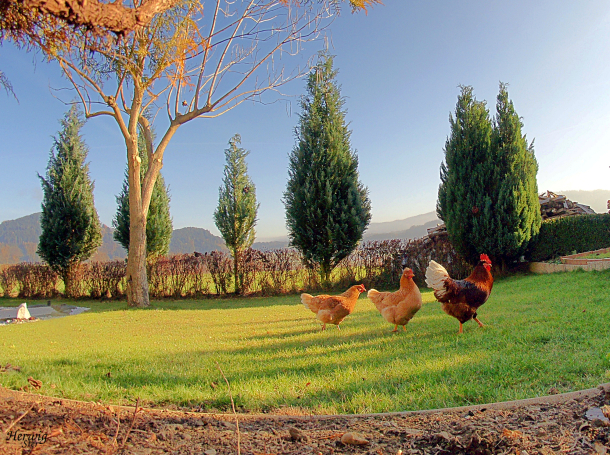 Auf dem Bauernhof: In vielen Fällen werden Hühner nicht so artgerecht gehalten (Quelle: Herwig Ster/ CC BY-NC-SA 2.0)