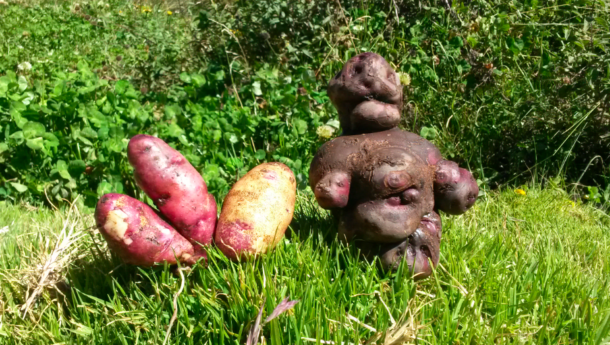 Peruanische Kartoffen sind bunt und vielfältig - und ihr traditioneller Anbau eine gute Geschichte wert - 