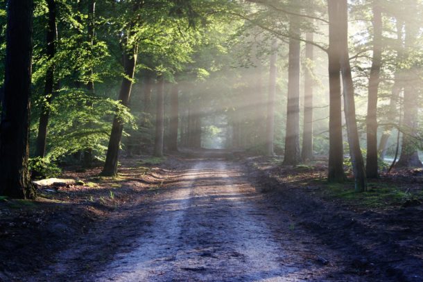 Geheimnisvoller Wald