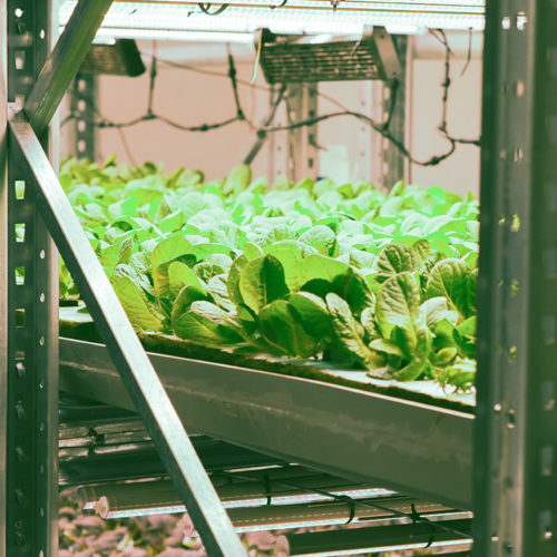 Indoor Farming: Gemüse aus der Zukunft