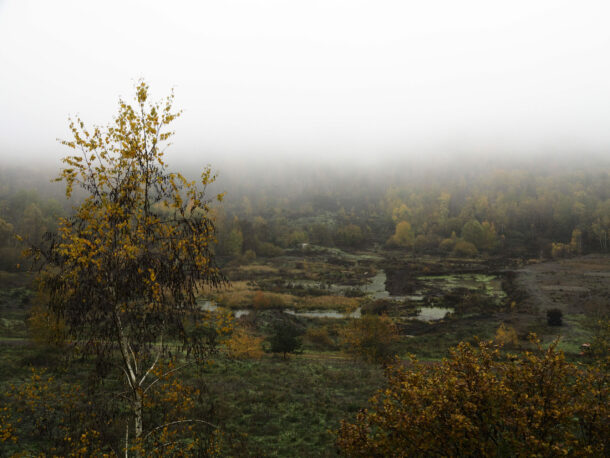 Die Grube der Zeit: Nebel über Grube Messel, im Vordergrund ein Baum mit gelben Blättern,