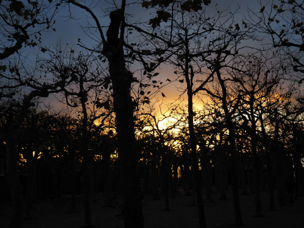 Bäume im Winter, im Sonnenuntergang