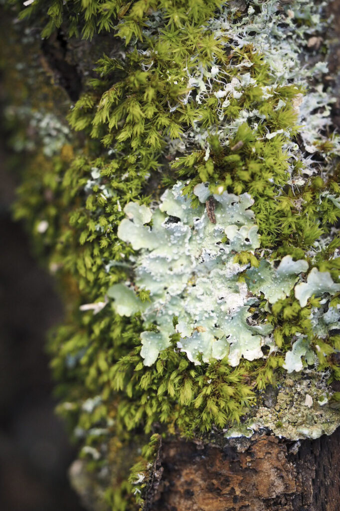 Eine Detailaufnahme von einem mit Moos bewachsenen Baum.