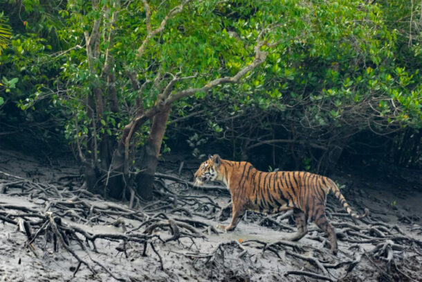 The Sundarbans is a key tiger habitat. Image by Kaushik Ghosh via PixaHive (Public domain).