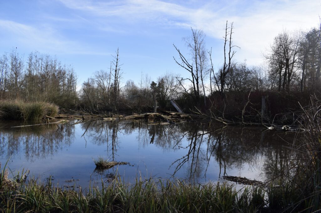 Auenlandschaft, geschaffen vom Biber: Ein Teich mit einer großen Biberburg aus gerodeten Bäumen und Ästen.