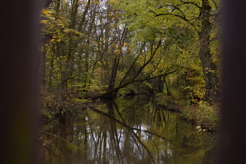 Ein mystisches Bild der Gersprenz bei Dieburg, wo große Bäume, die sich allmählich gelb färben, das Ufer säumen. Einige Bäume stehen schief, sind aber nicht umgefallen. Das Foto wurde von einer Brücke aus aufgenommen.